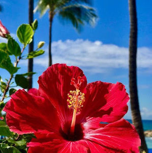 Meet your Posher, Lorelee